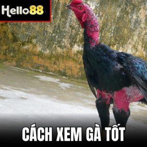 Ảnh Đại Diện Cách Xem Gà Tốt Tại Hello88