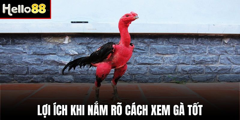 Cách xem gà tốt là kiến thức quan trọng