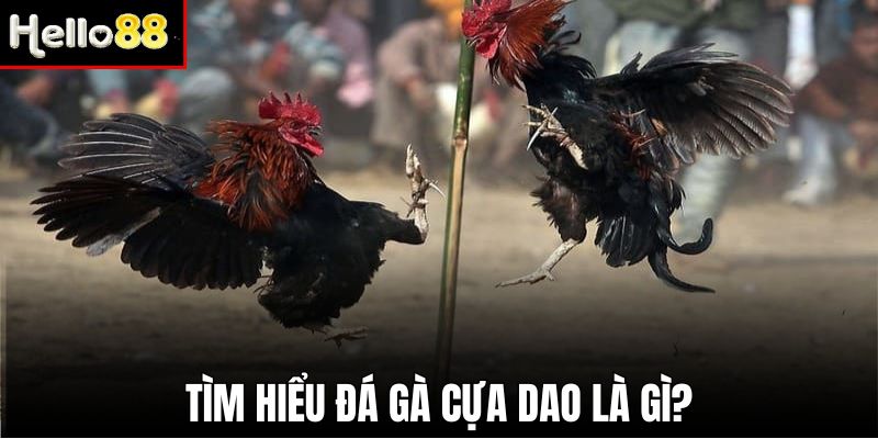 Gắn dao vào cựa gà nâng cao tính sát thương