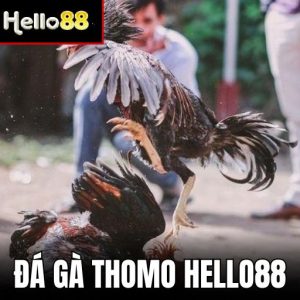 Ảnh Đại Diện Đá Gà Thomo Hello88