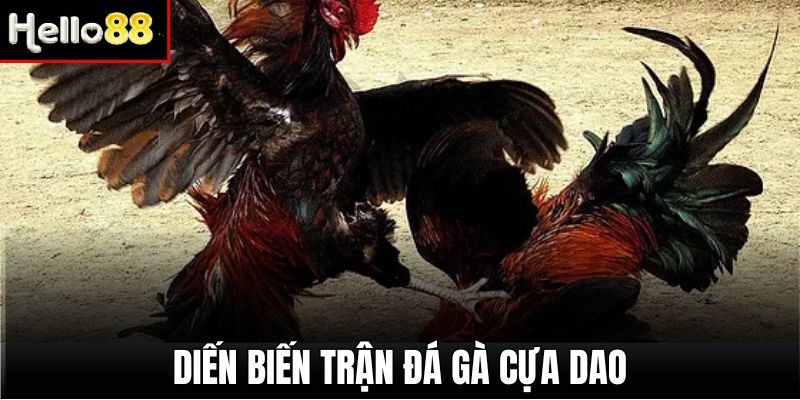 Khi một trong hai côn bị gục, trận đá gà cựa dao sẽ kết thúc